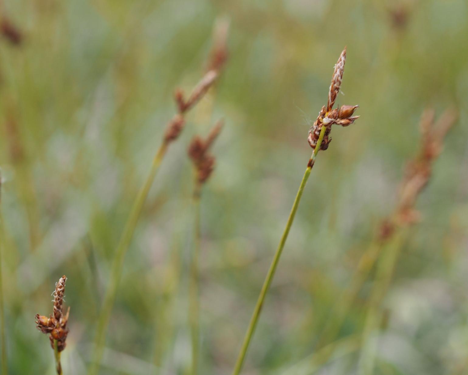 Sedge, (shiny fruited)